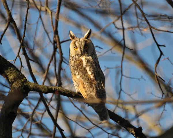 Une chouette aux oreilles (Asio Otus) est assise sur un arbre — Photo