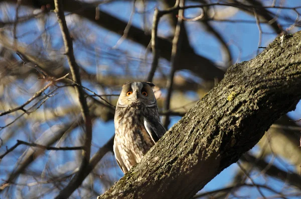 Une chouette aux oreilles (Asio Otus) est assise sur un arbre — Photo