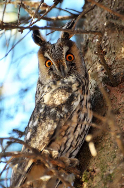 An owl eared (Asio Otus) sits on a tree Royalty Free Stock Photos