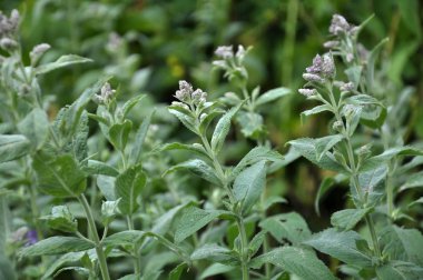 Mint long-leaved (Mentha longifolia) grows in nature clipart