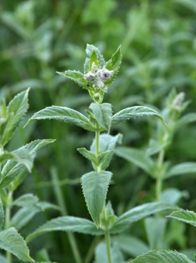 Naneli uzun yapraklı (Mentha longifolia) doğada yetişir