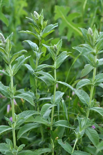 Mint berdaun panjang (Mentha longifolia) tumbuh di alam — Stok Foto