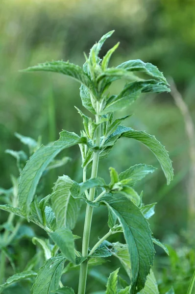 Mint long-leaved (Mentha longifolia) grows in nature — Stock Photo, Image