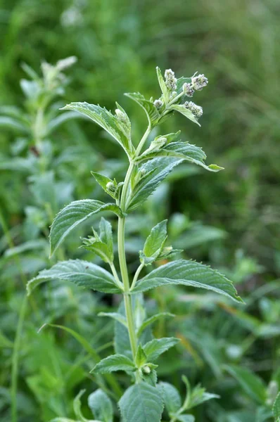 Mint long-leaved (Mentha longifolia) grows in nature — Stock Photo, Image