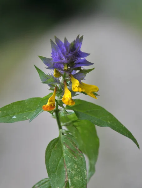 In spring, melampyrum blooms in the forest — Stock Photo, Image