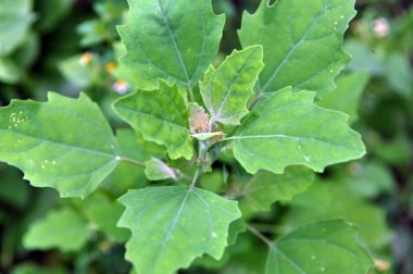 Doğada kinoa yetişir (Chenopodium)