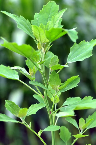 自然界では、キノアが成長します(Chenopodium) — ストック写真