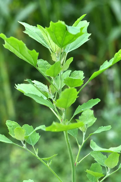 自然界では、キノアが成長します(Chenopodium) — ストック写真