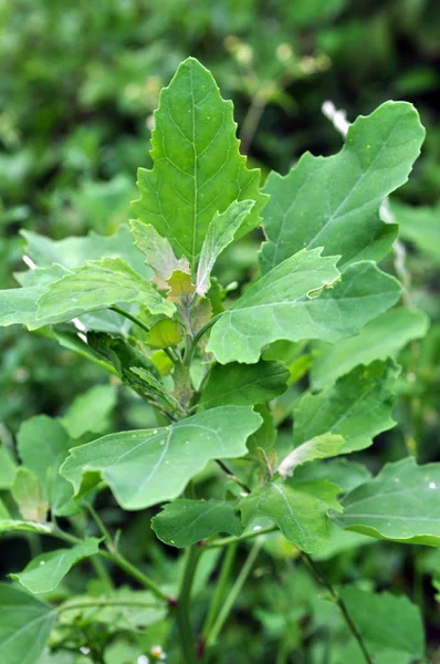 Στη φύση, η μεγαλώνει κινόα (Chenopodium) — Φωτογραφία Αρχείου