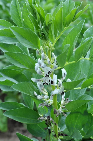 Fältet är blommande hästböna (Vicia faba) — Stockfoto