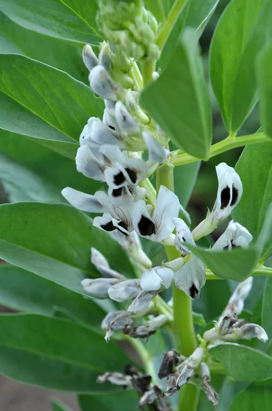 Fältet är blommande hästböna (Vicia faba) — Stockfoto