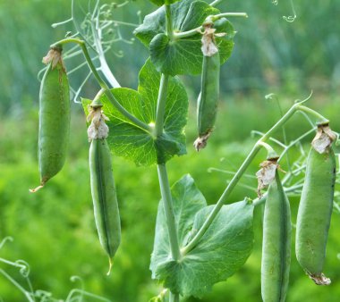 Bezelye yeşil bir çalı üzerinde olgunlaştırmak