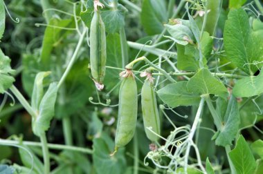 Bezelye yeşil bir çalı üzerinde olgunlaştırmak