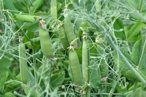 エンドウ豆は緑の茂みで熟す — ストック写真