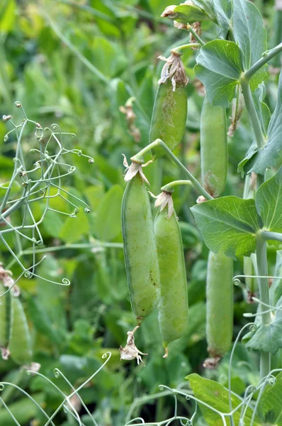 Los guisantes maduran en un arbusto verde — Foto de Stock