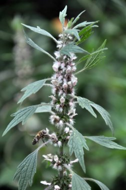 Otlar arasında çayırda köpek ısırgan büyümek beş bıçaklı (Le