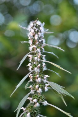 Otlar arasında çayırda köpek ısırgan büyümek beş bıçaklı (Le
