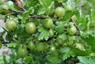 Çilek ile Bektaşi Şubesi