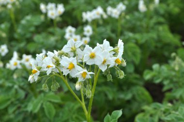 Tarlada patatesler açıyor.