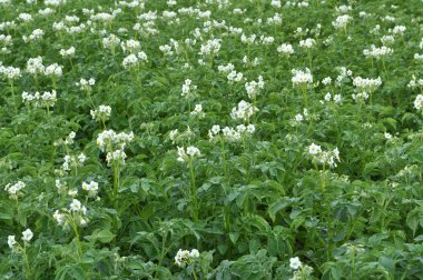 Tarlada patatesler açıyor.