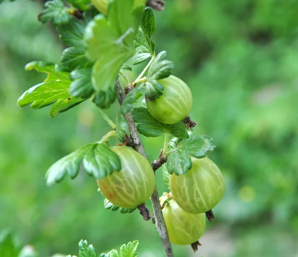 Branch of gooseberries with berries — Stock Photo, Image