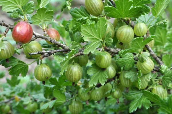 Branch of gooseberries with berries — Stock Photo, Image