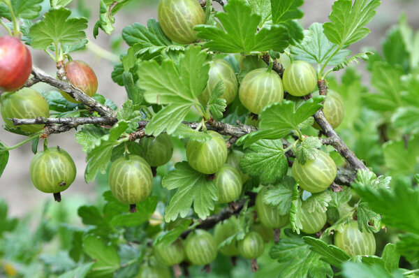 Branch of gooseberries with berries