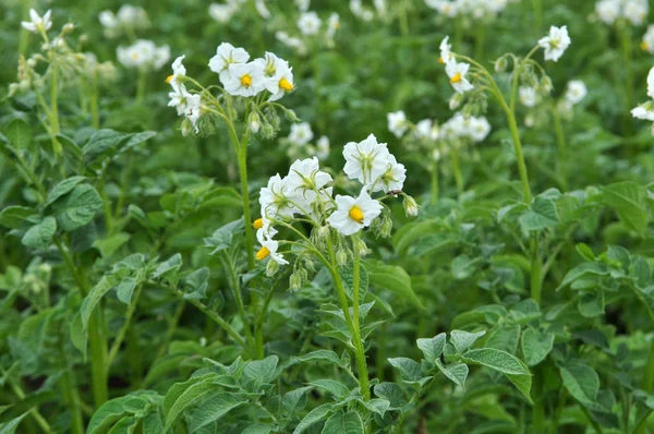 Tarlada patatesler açıyor.