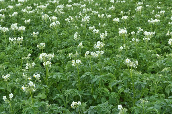 Tarlada patatesler açıyor.