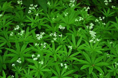 Bedstraw (Galium odoratum) baharda açar