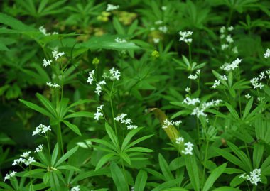 Bedstraw (Galium odoratum) baharda açar