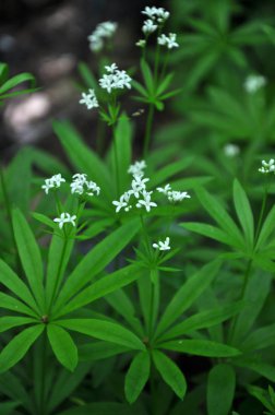 Bedstraw (Galium odoratum) baharda açar