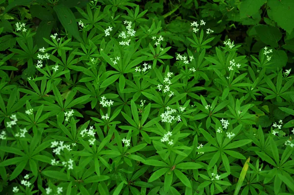 La paglia da letto (Galium odoratum) fiorisce in primavera — Foto Stock