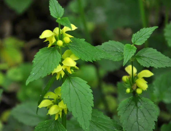 La ortiga sorda amarilla (Lamium galeobdolon) florece en la naturaleza — Foto de Stock