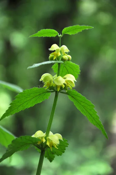 The deaf nettle yellow (Lamium galeobdolon) blooms in nature — Stock Photo, Image
