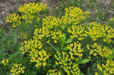 İlkbaharda, Euphorbia siparissias bitkiler arasında çiçek açar.