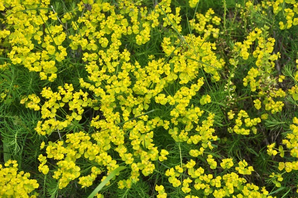 In spring, Euphorbia cyparissias blooms among herbs — Stock Photo, Image