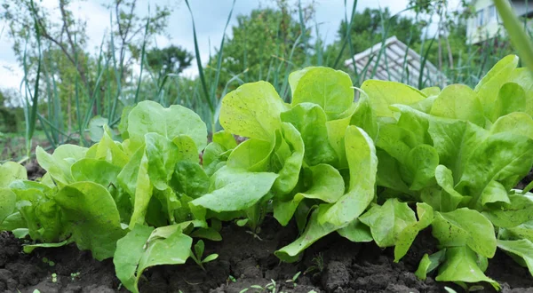 W otwartym terenie rośnie sałata (Lactuca sativa) — Zdjęcie stockowe