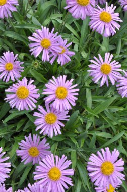 Aster bloom bahçede