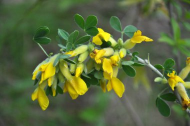 İlkbaharda cytisus (Chamaecytisus ruthenicus) doğada çiçek açar.