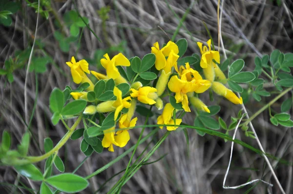 En primavera, el citisus (Chamaecytisus ruthenicus) florece en la naturaleza — Foto de Stock