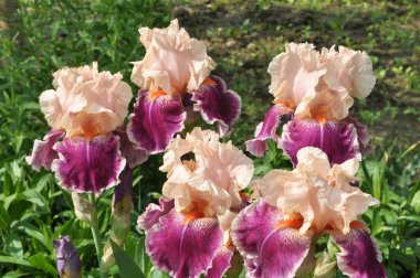 Baharda çiçek Irises