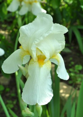 Baharda çiçek Irises