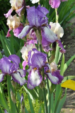 Baharda çiçek Irises