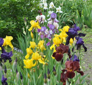 Baharda çiçek Irises