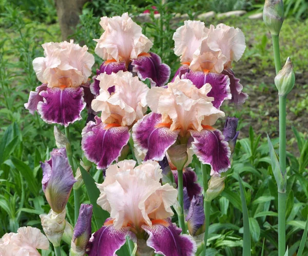Baharda çiçek Irises