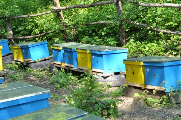 O apiário nômade foi levado para a floresta — Fotografia de Stock