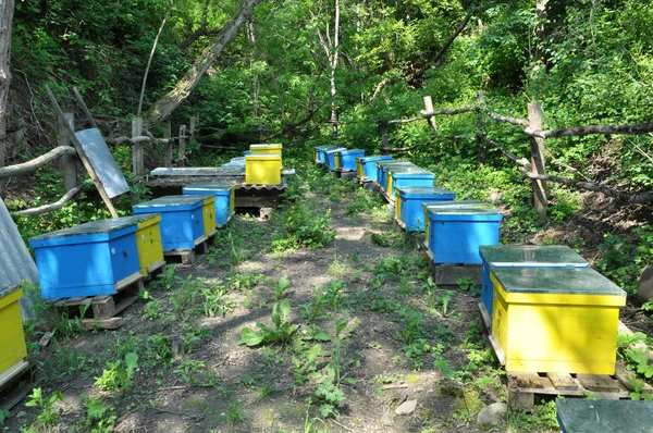 Der nomadische Bienenstand wurde in den Wald gebracht — Stockfoto