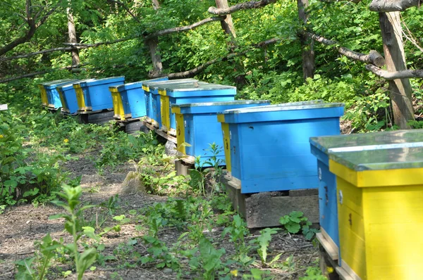 L'apiario nomade è stato portato nella foresta — Foto Stock