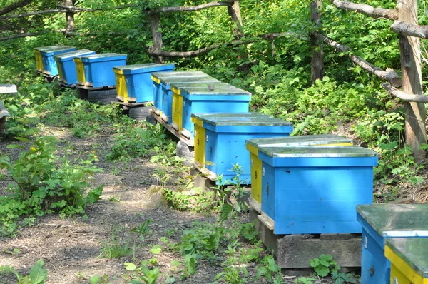 Το νομαδικό μελισσοκομείο μεταφέρθηκε στο δάσος. — Φωτογραφία Αρχείου